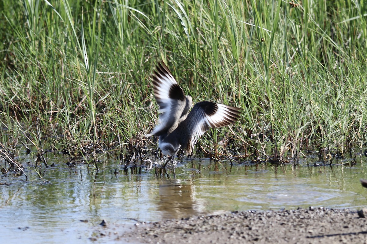 Willet - Jeff Schroeder