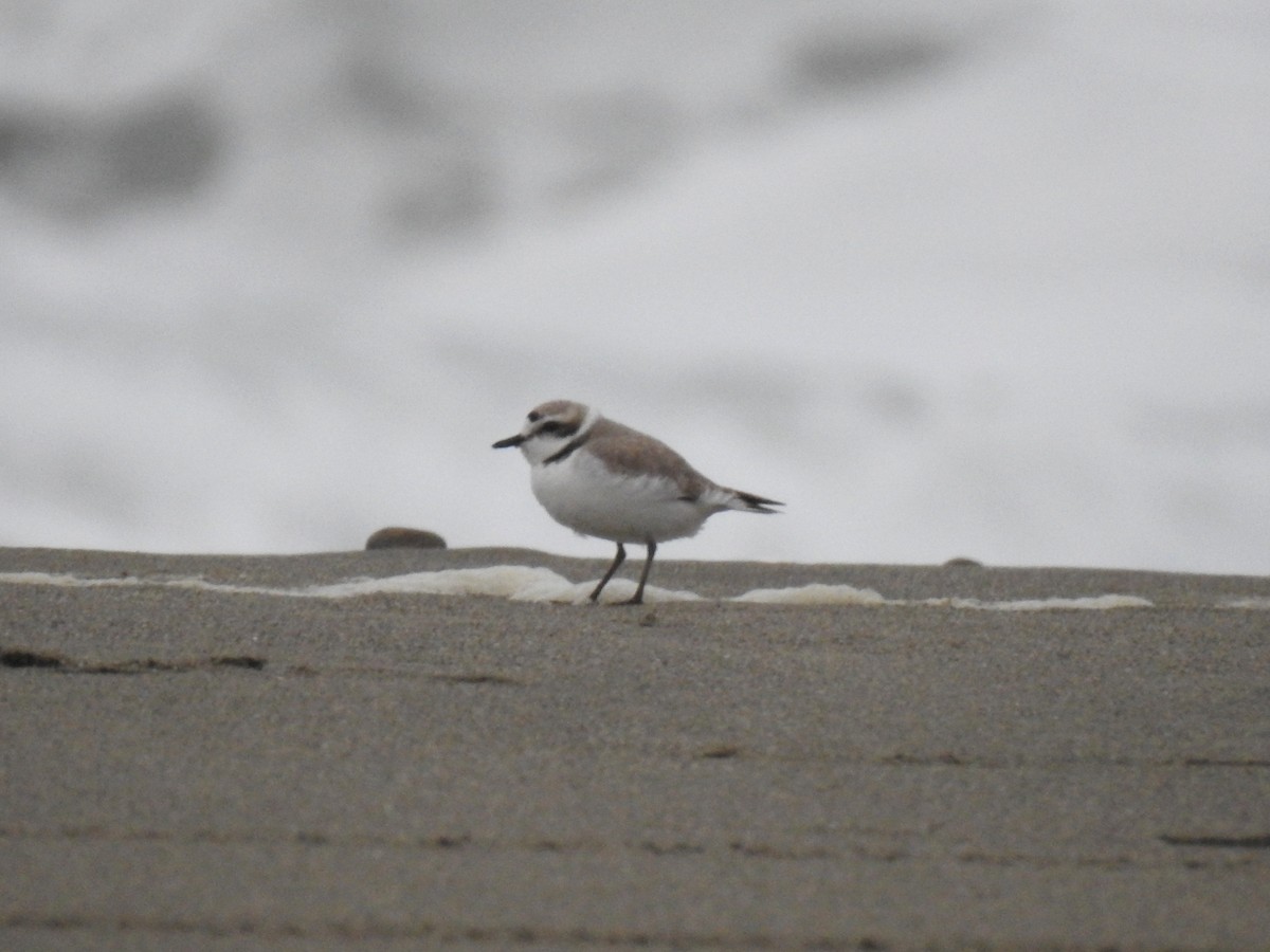 Snowy Plover - Chris Coxson