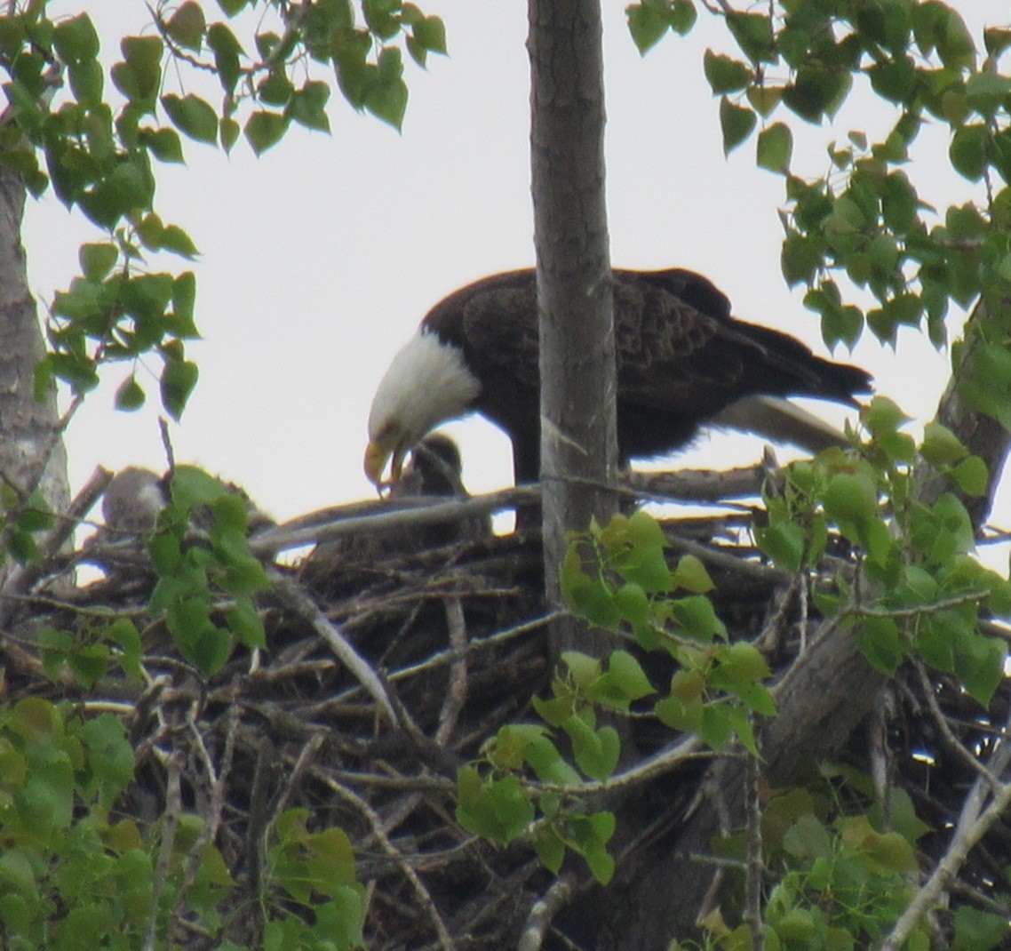 Bald Eagle - ML618504027