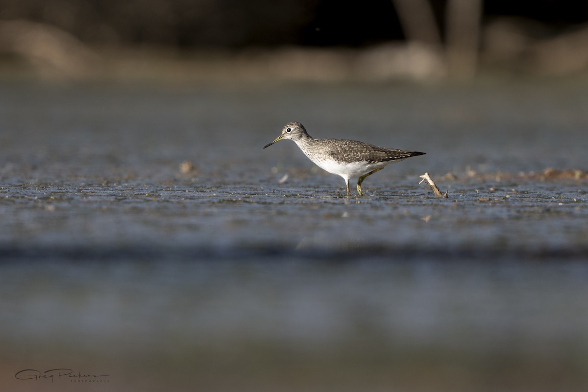 Solitary Sandpiper - Greg Pickens