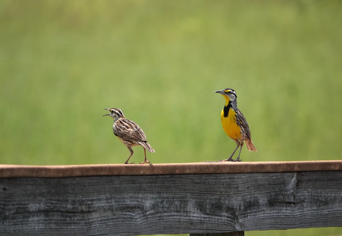 Eastern Meadowlark - ML618504039