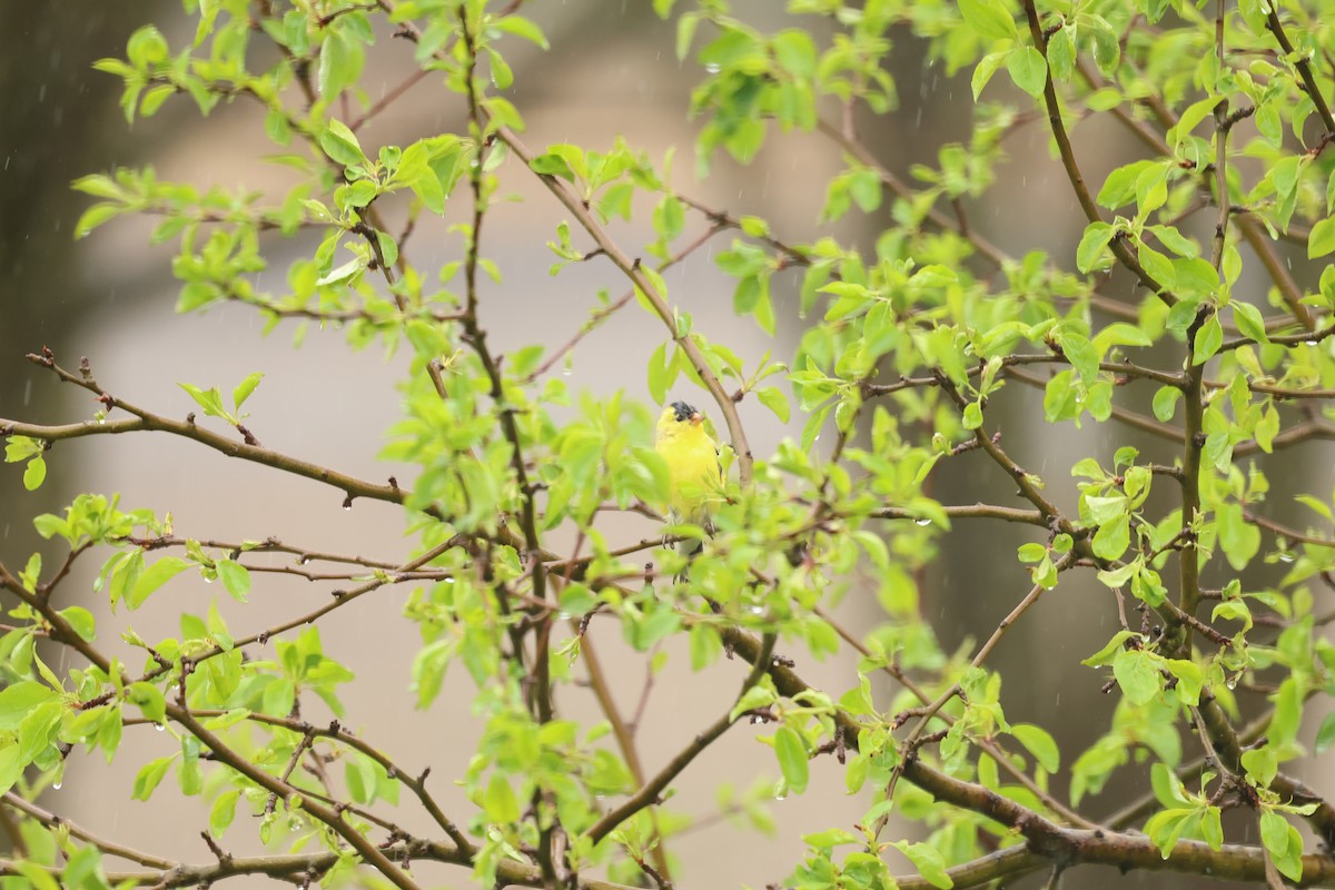 American Goldfinch - Marie Provost