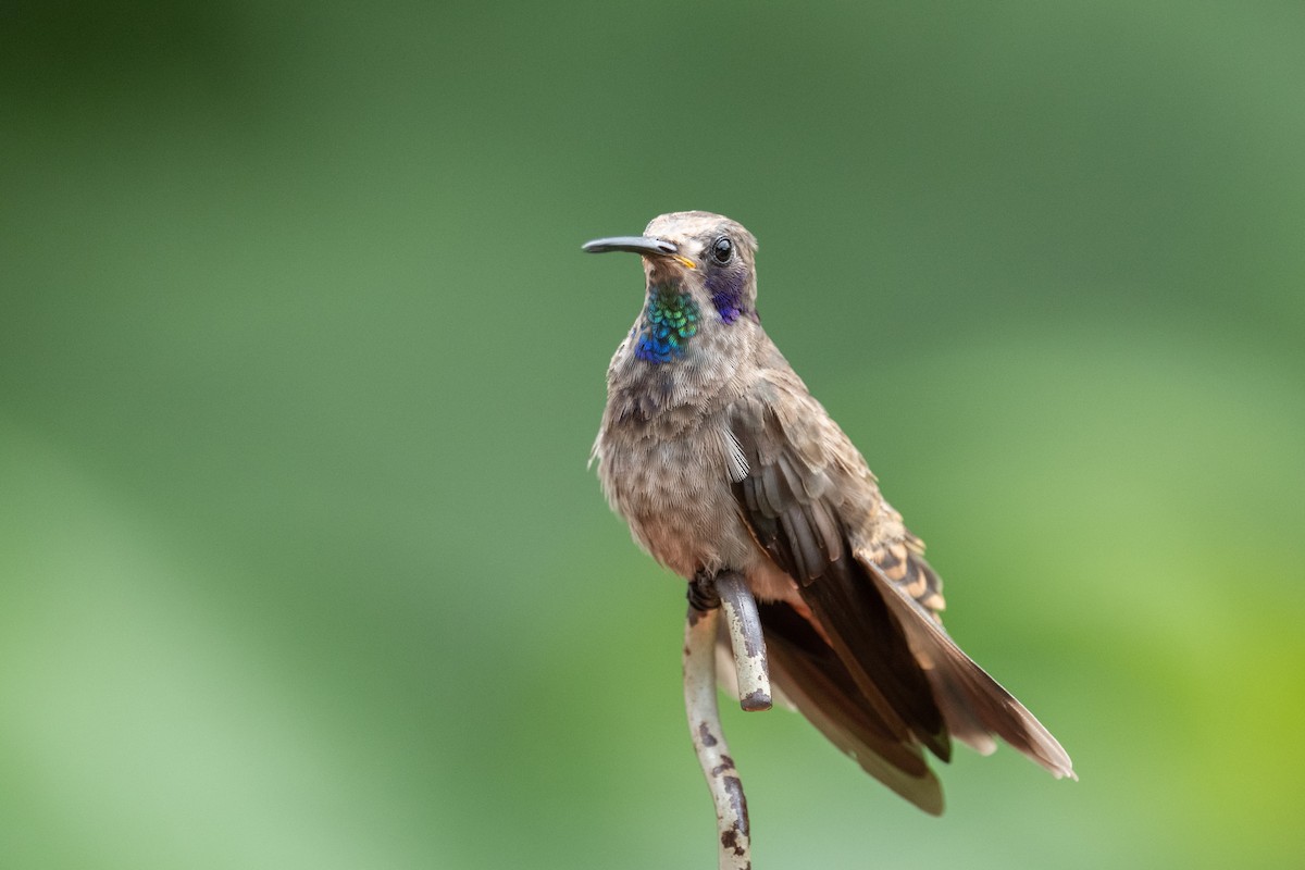 Colibrí Pardo - ML618504057