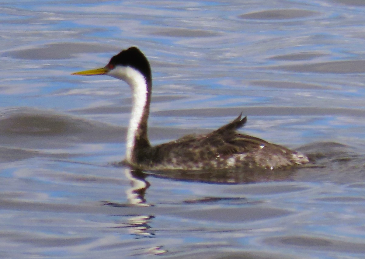 Western Grebe - ML618504066