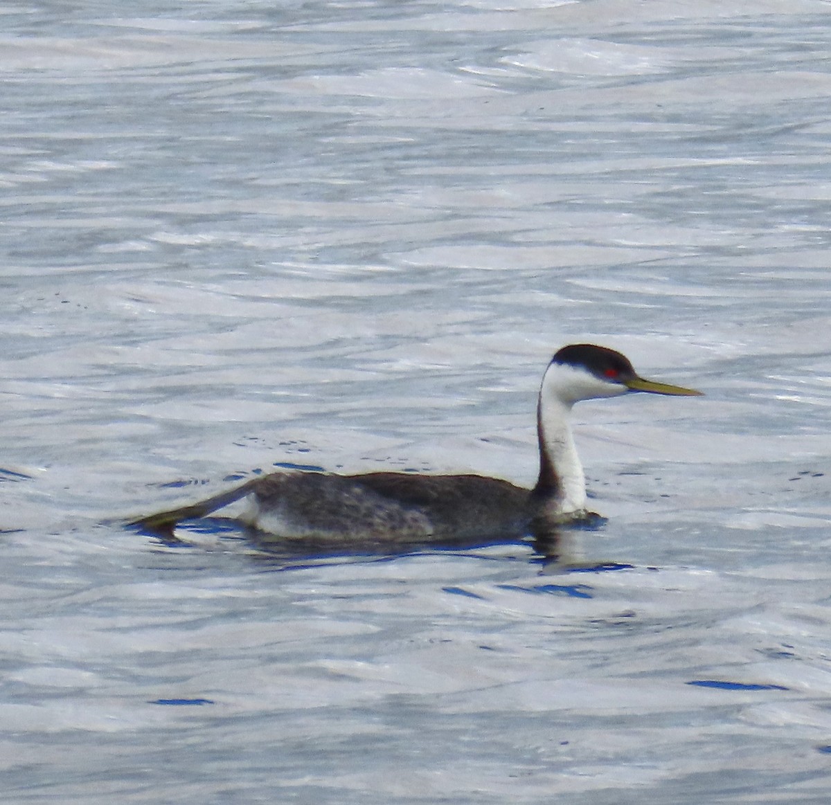 Western Grebe - ML618504067