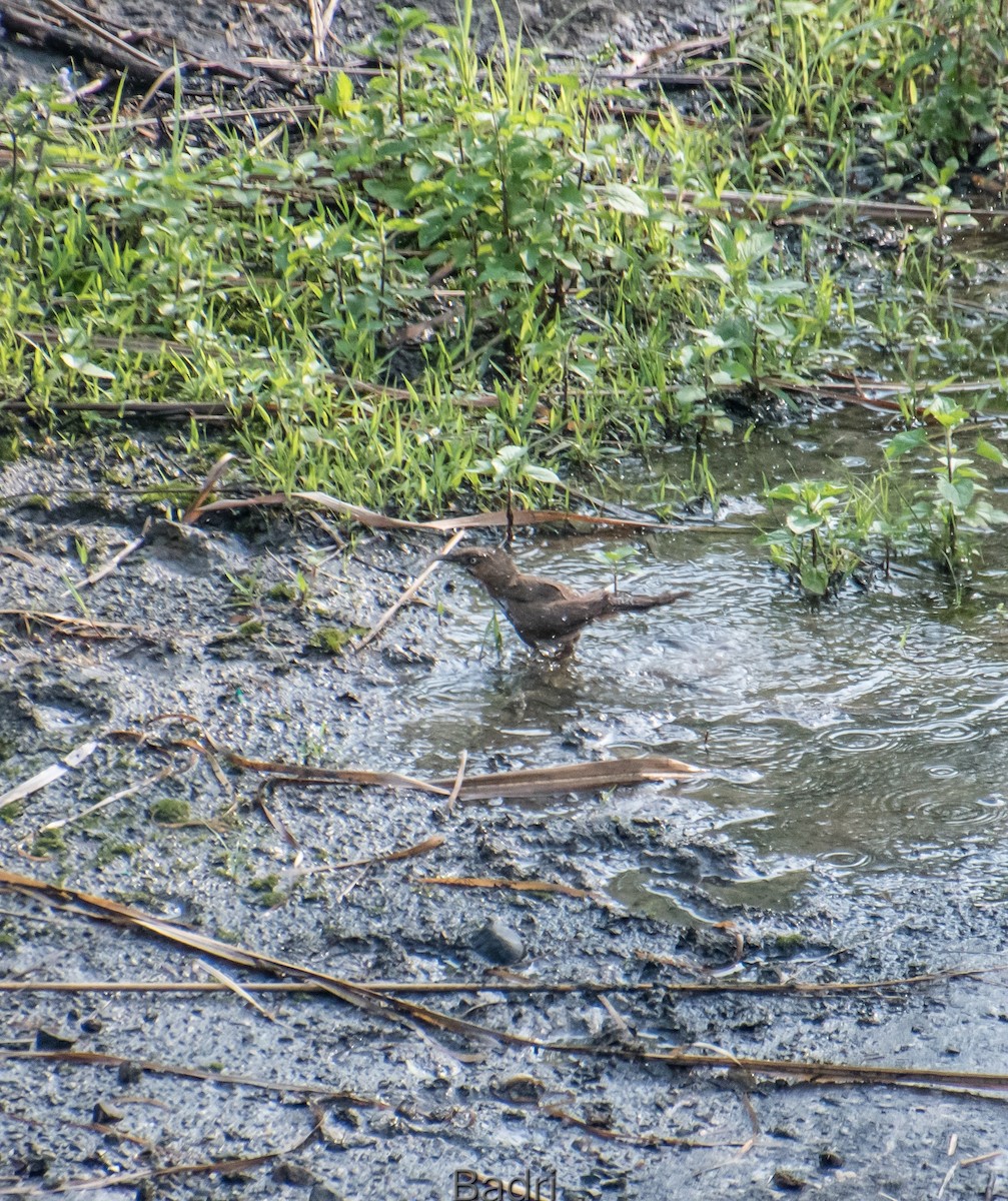 Spot-breasted Scimitar-Babbler - ML618504104