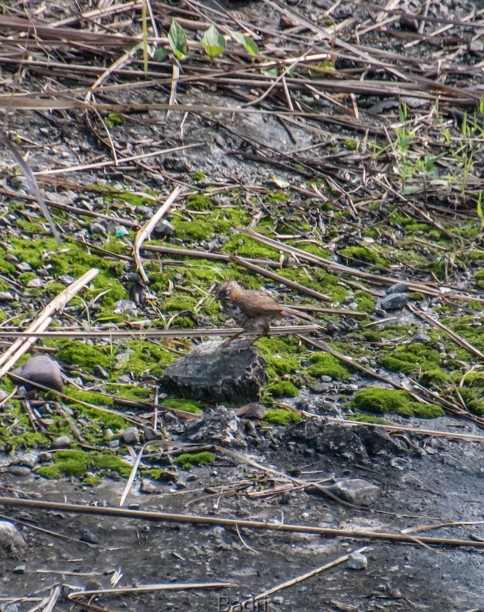 Spot-breasted Scimitar-Babbler - ML618504117