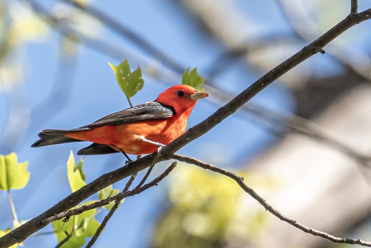 Scarlet Tanager - ML618504143