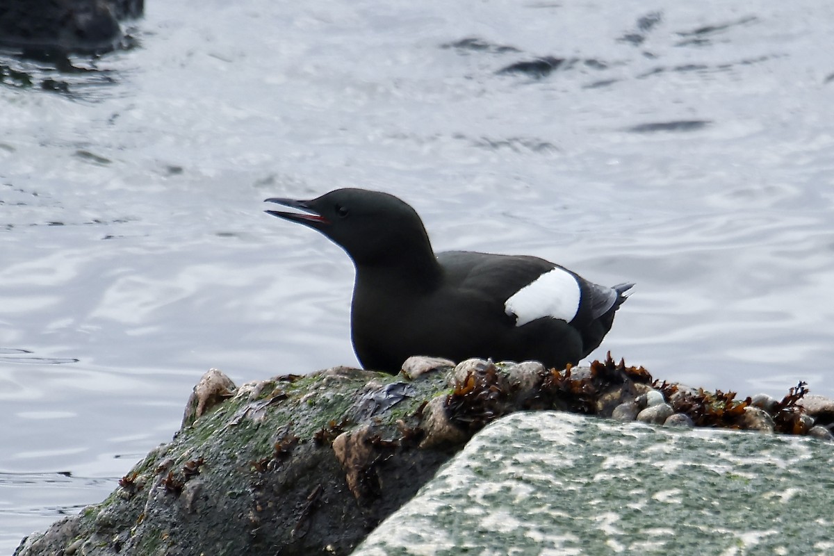 Black Guillemot - ML618504147