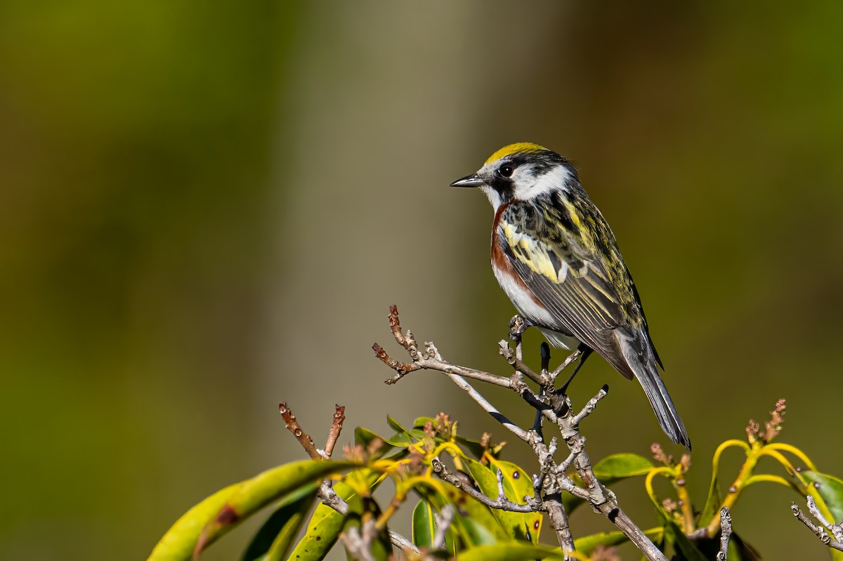 Chestnut-sided Warbler - ML618504151