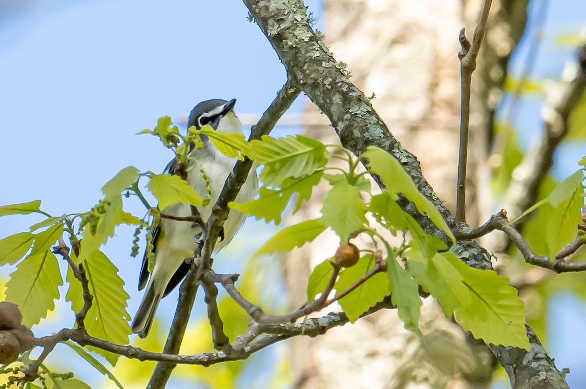 Vireo Solitario - ML618504164