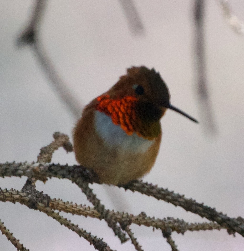 Rufous Hummingbird - ML618504183