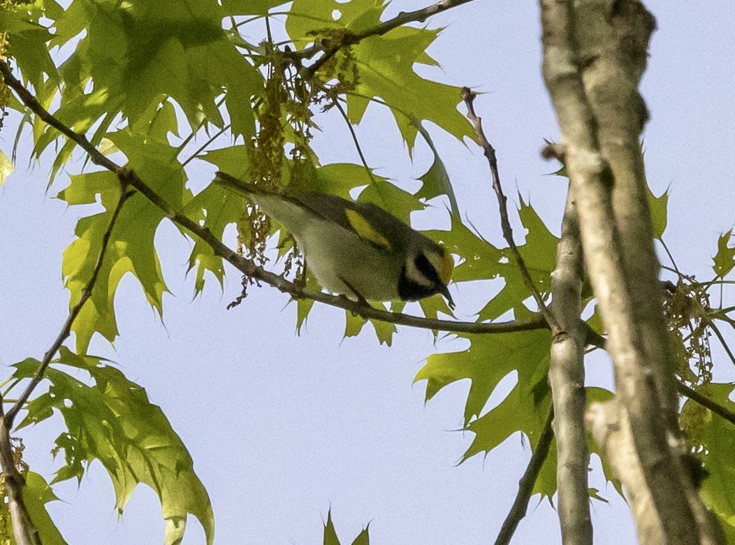 Golden-winged Warbler - ML618504204