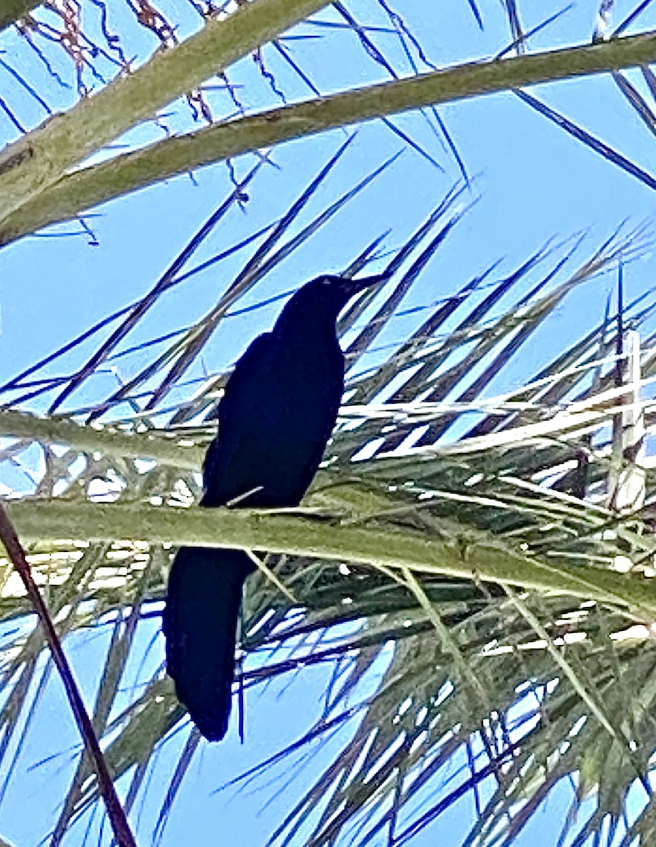 Great-tailed Grackle - Lee & Mary Ann Evans