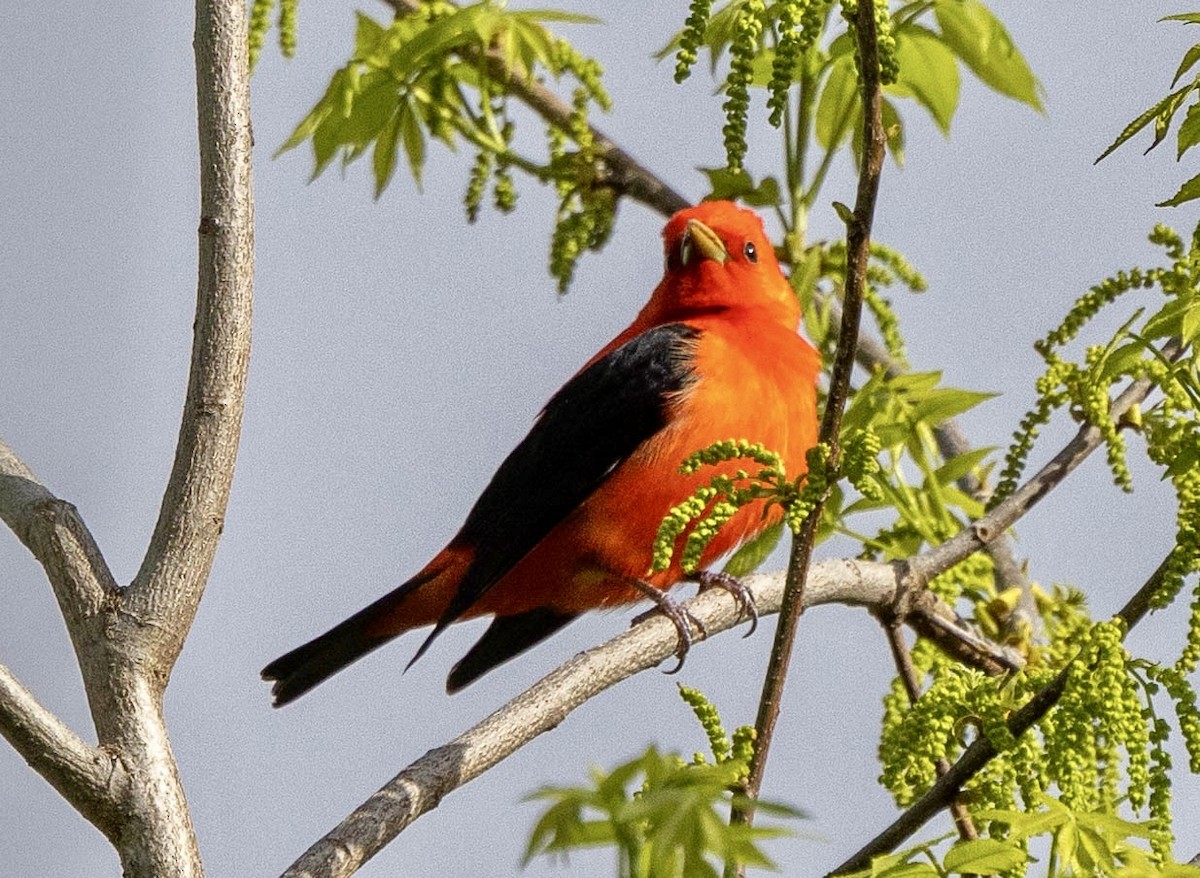 Scarlet Tanager - ML618504233