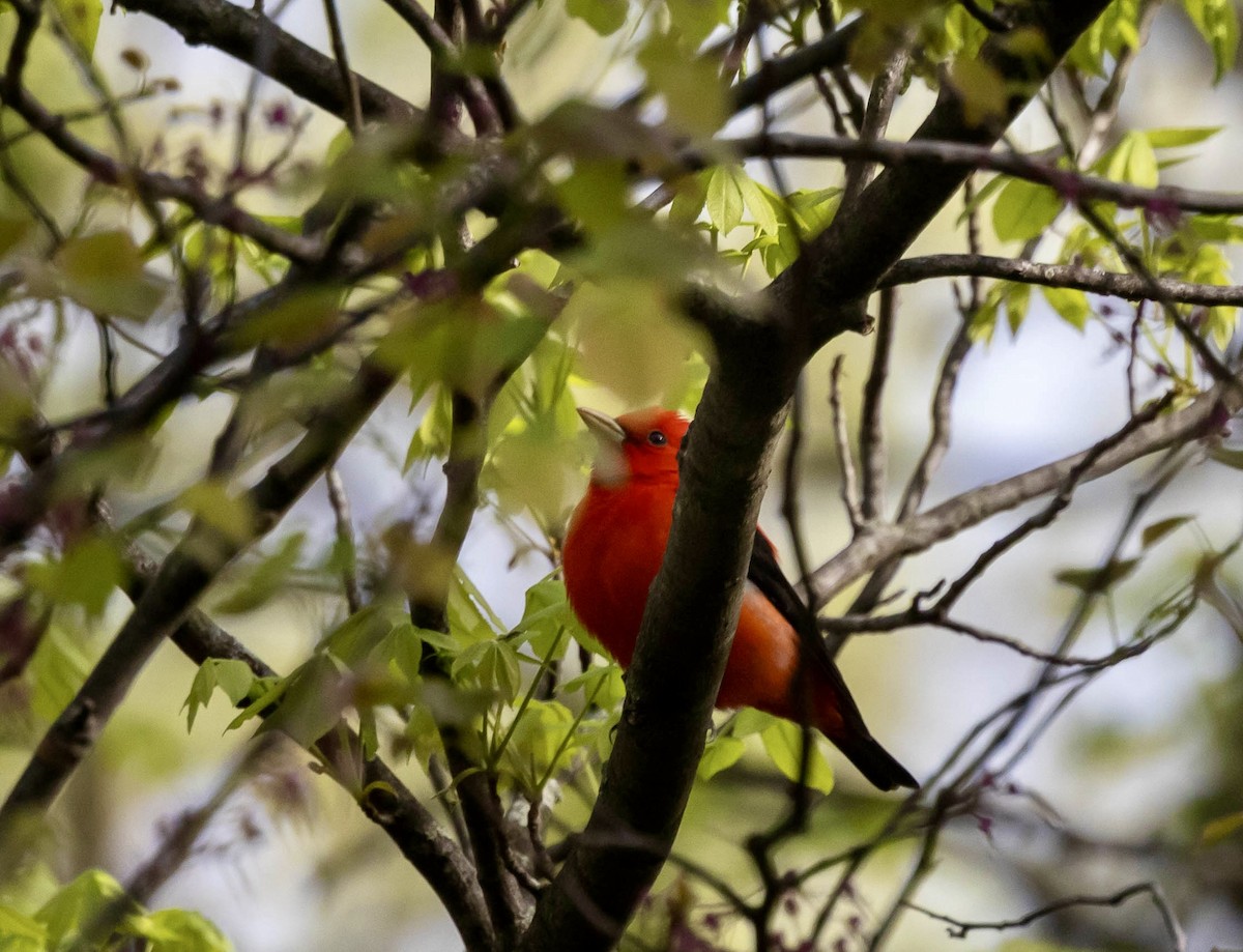 Scarlet Tanager - ML618504234