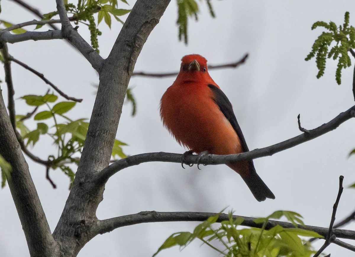 Scarlet Tanager - ML618504235