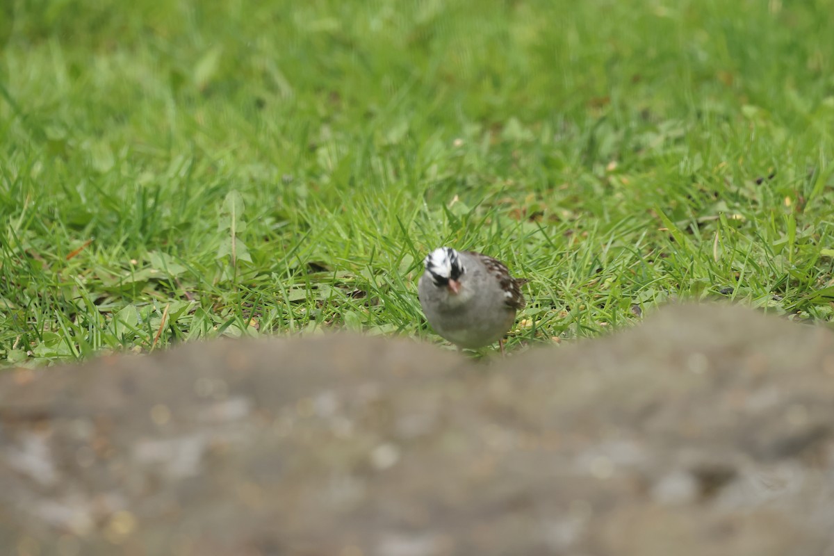 White-crowned Sparrow - ML618504263