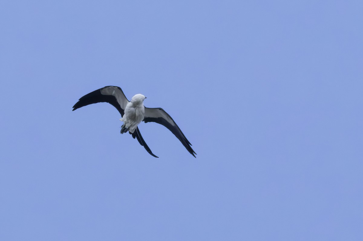 Swallow-tailed Kite - barbara taylor