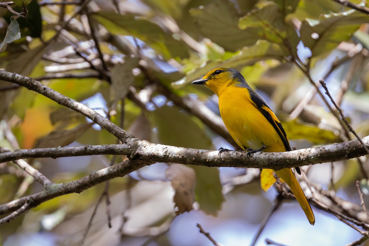 Scarlet Minivet - ML618504295