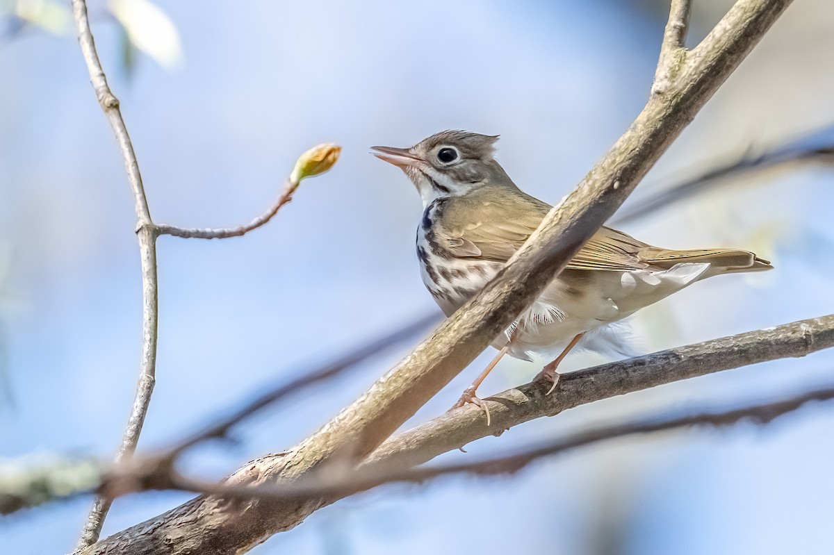 Ovenbird - ML618504296