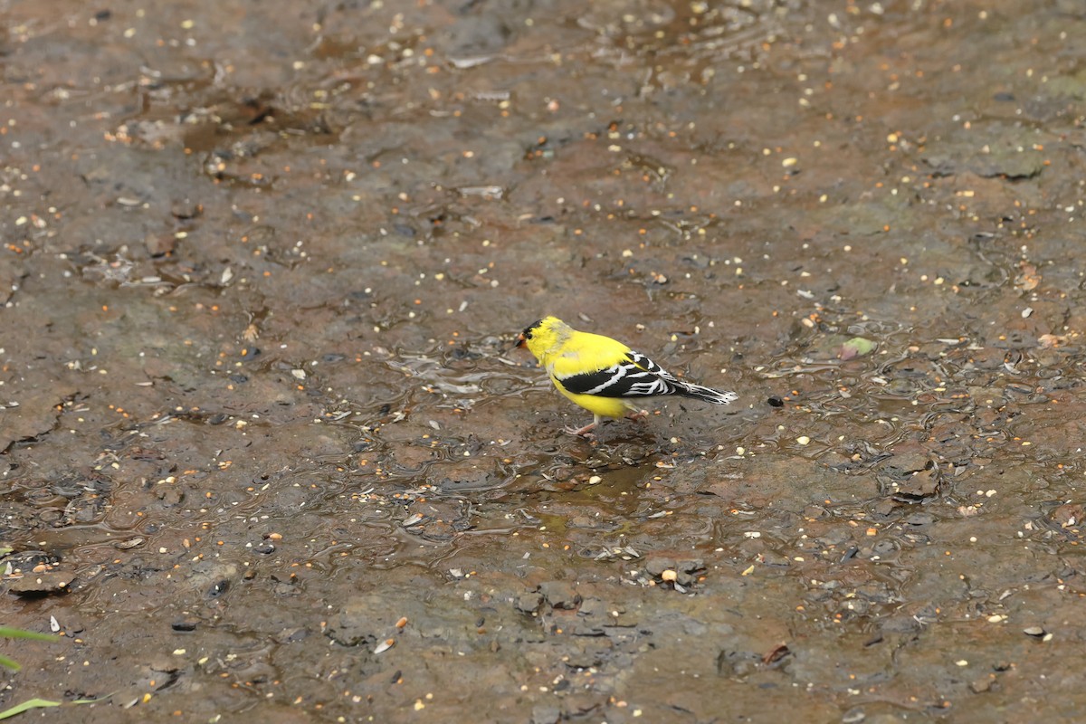 American Goldfinch - ML618504301