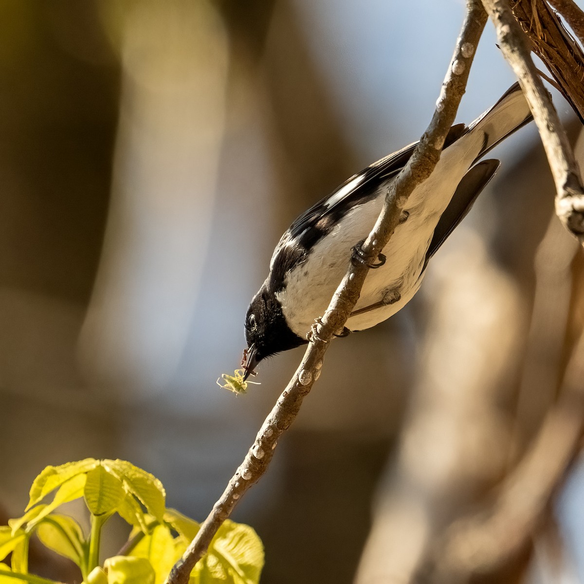 Black-throated Blue Warbler - ML618504310