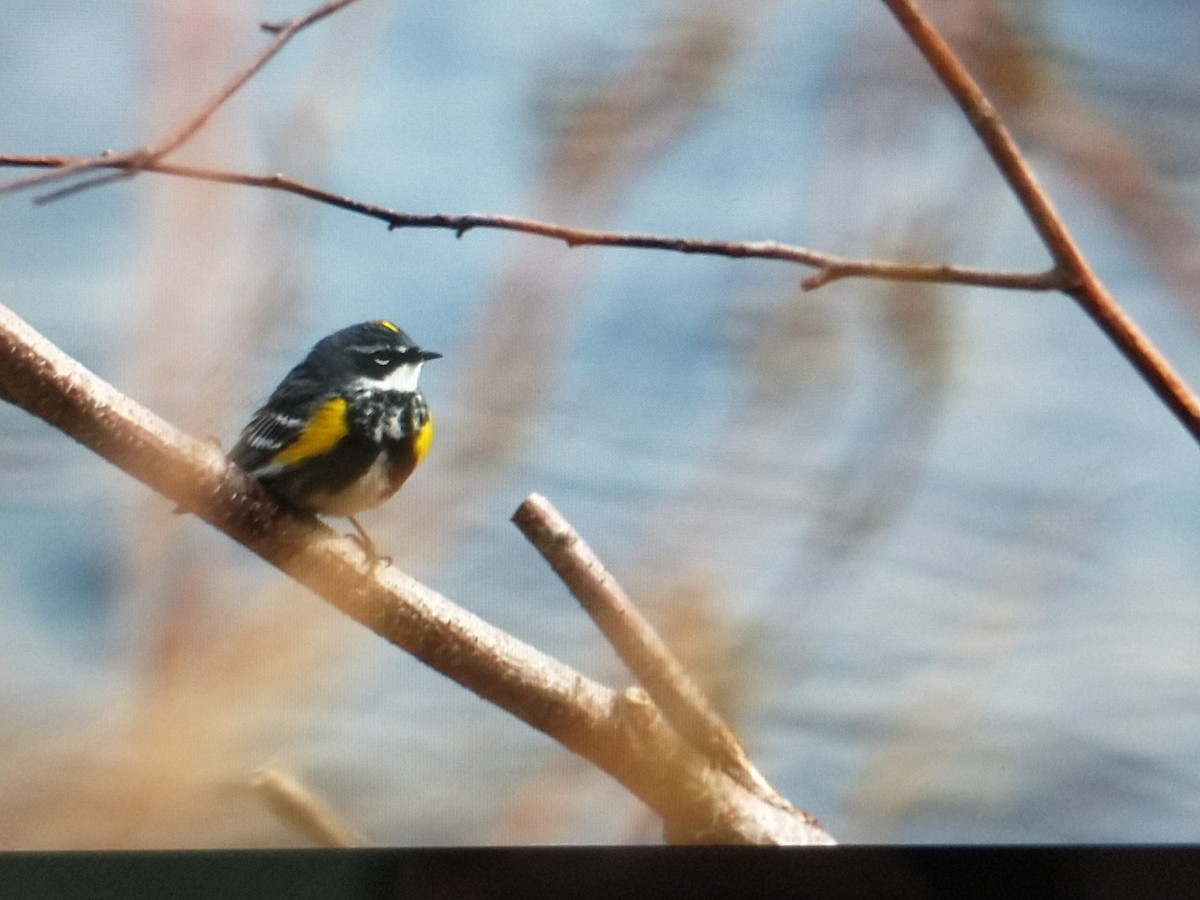 Yellow-rumped Warbler - Derek's Coombs