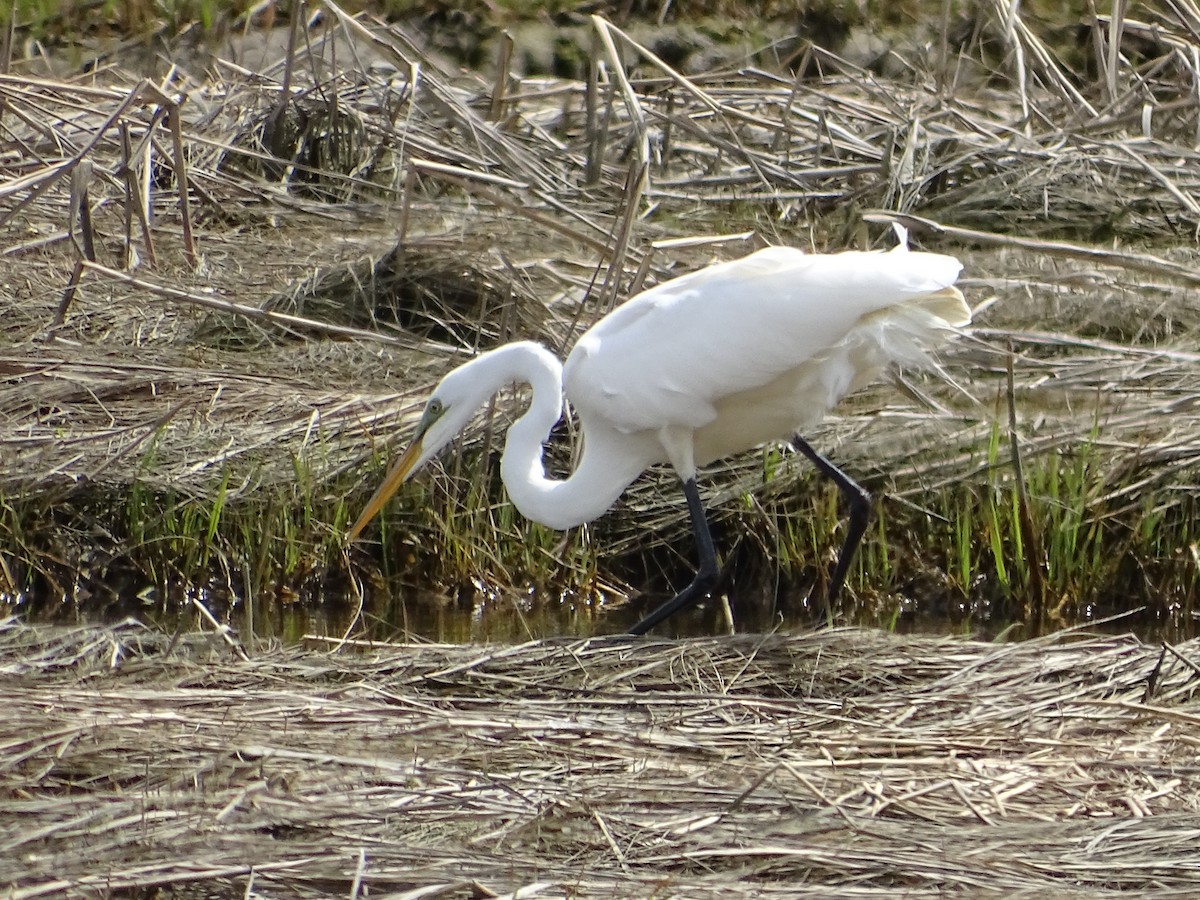 Great Egret - ML618504345