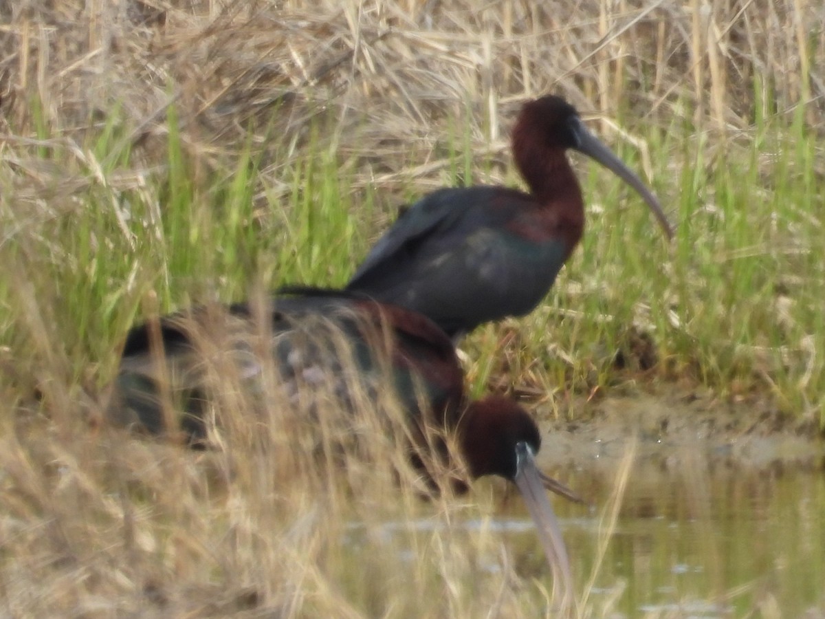 ibis hnědý - ML618504348
