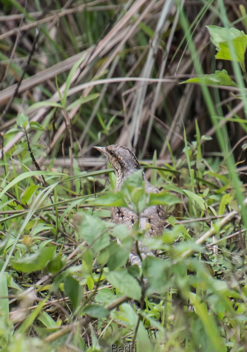 Eurasian Wryneck - Badri Narayan