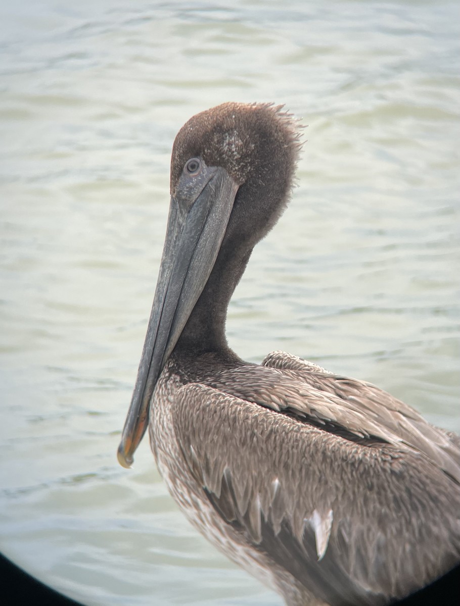 Brown Pelican - Morgan Mattingly 🐍