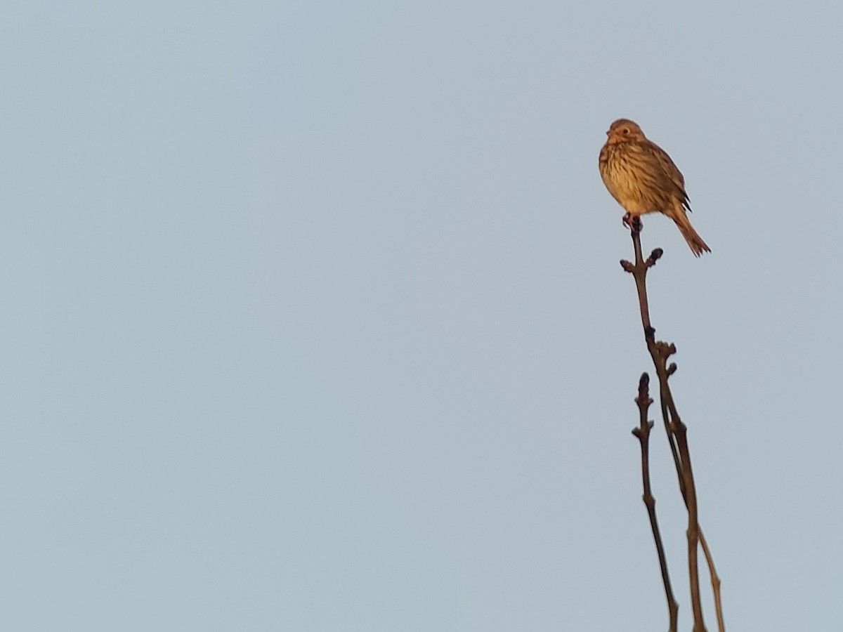 Corn Bunting - Tom Lowe