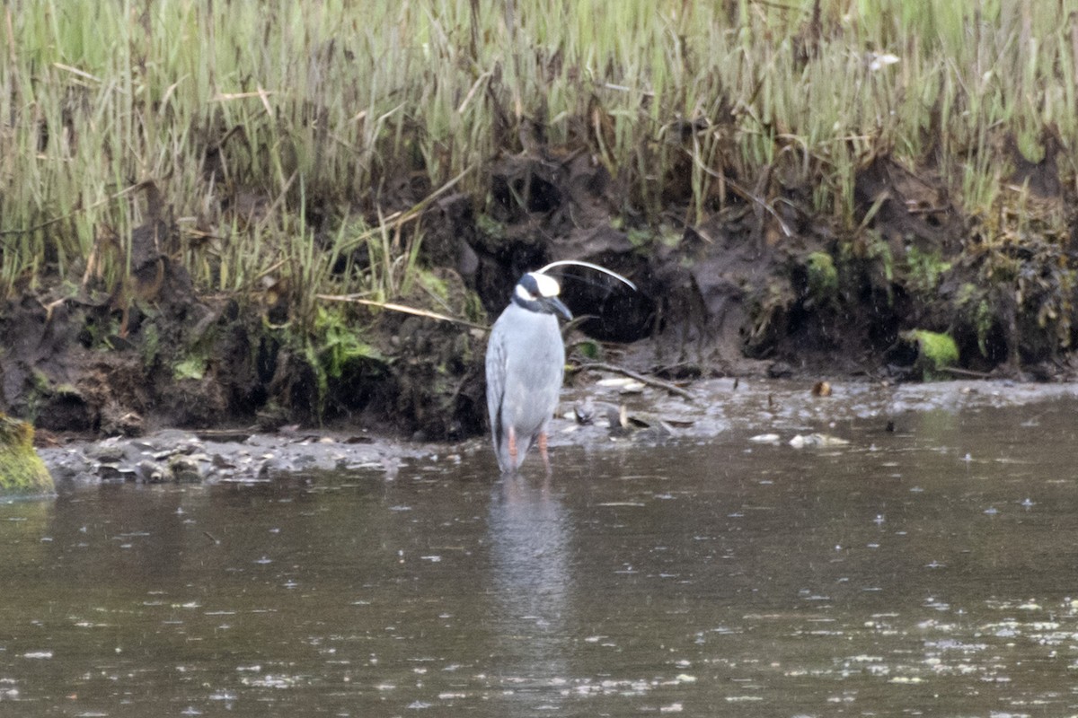 Yellow-crowned Night Heron - James Hatfield