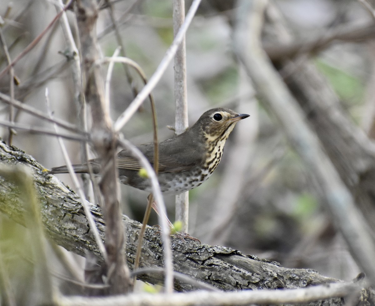 Swainson's Thrush - ML618504455