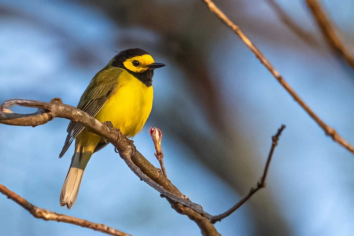 Hooded Warbler - ML618504467