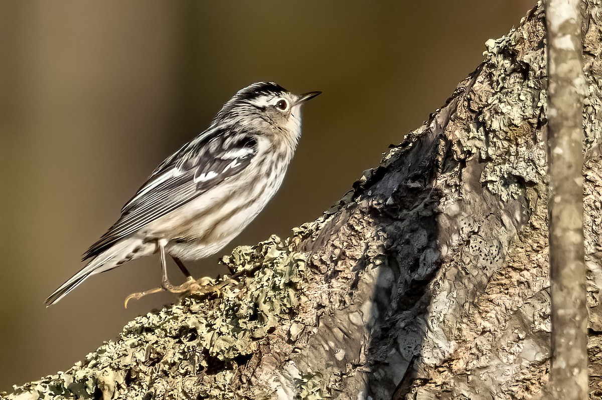 Black-and-white Warbler - ML618504474