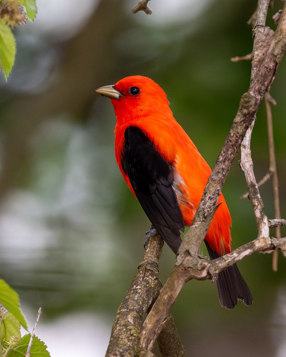 Scarlet Tanager - ML618504487