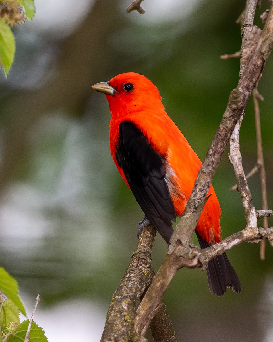 Scarlet Tanager - Rob Kanter