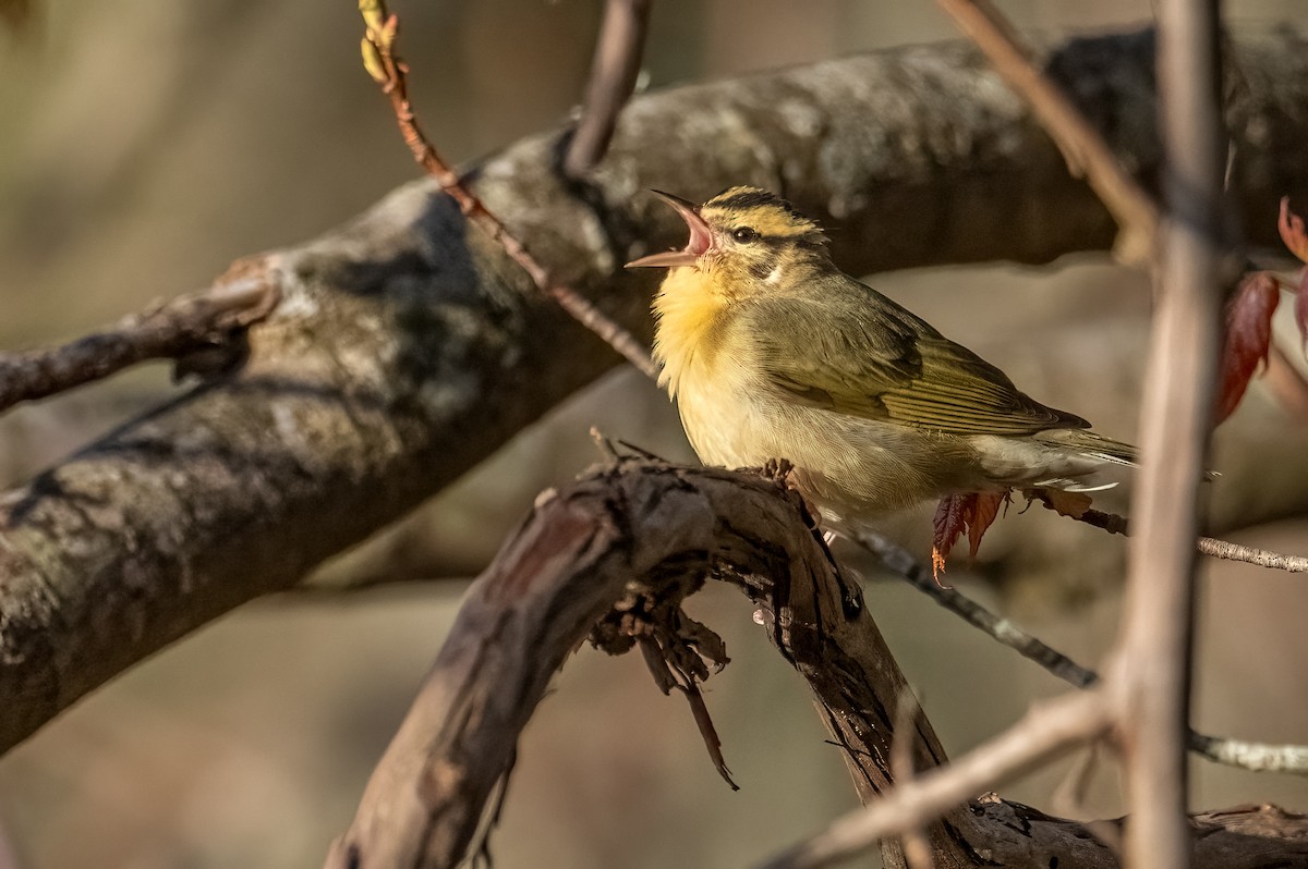 Worm-eating Warbler - ML618504505