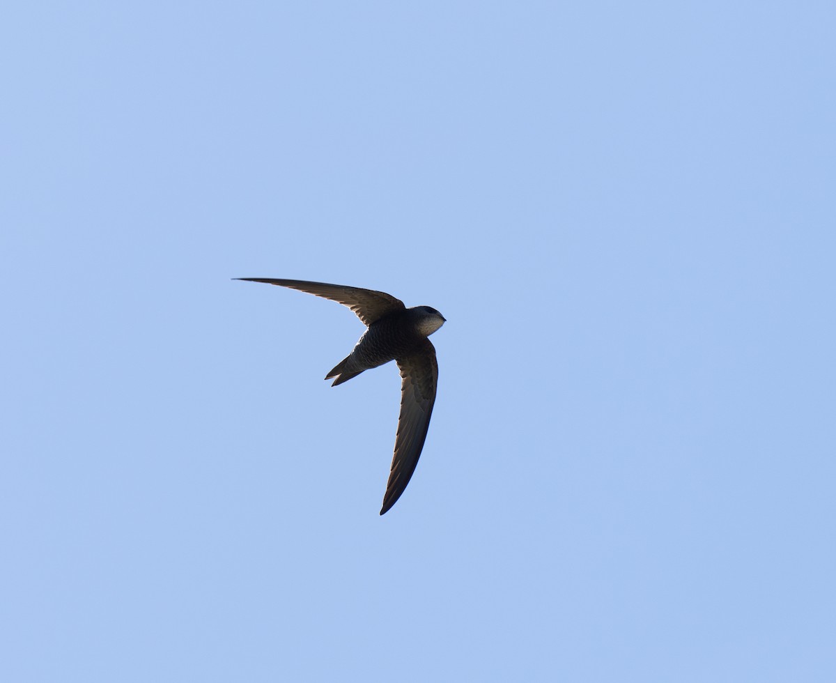 Pallid Swift - Bárbara Morais