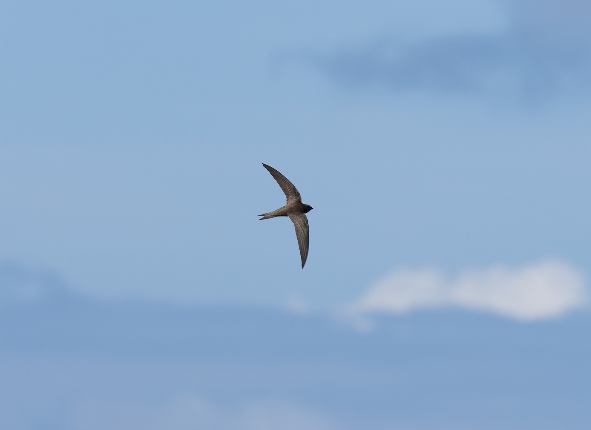 Pallid Swift - ML618504541