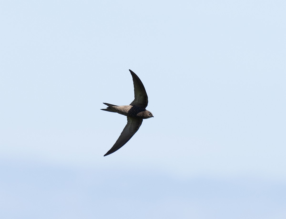 Pallid Swift - Bárbara Morais