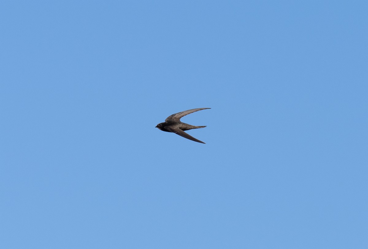 Pallid Swift - ML618504543