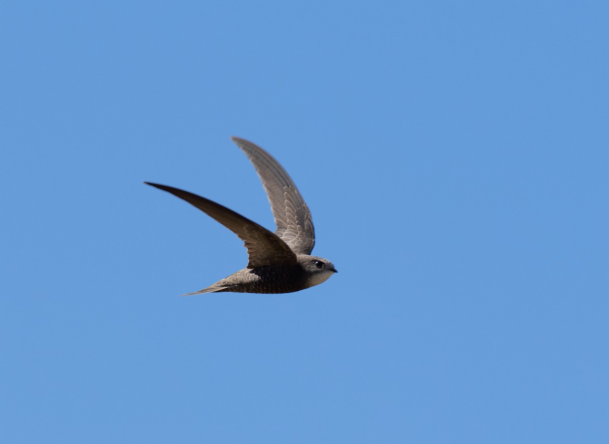 Pallid Swift - Bárbara Morais