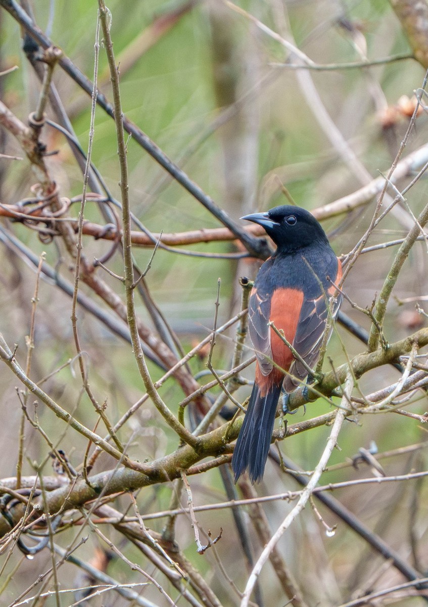 Orchard Oriole - Meredith Boatman