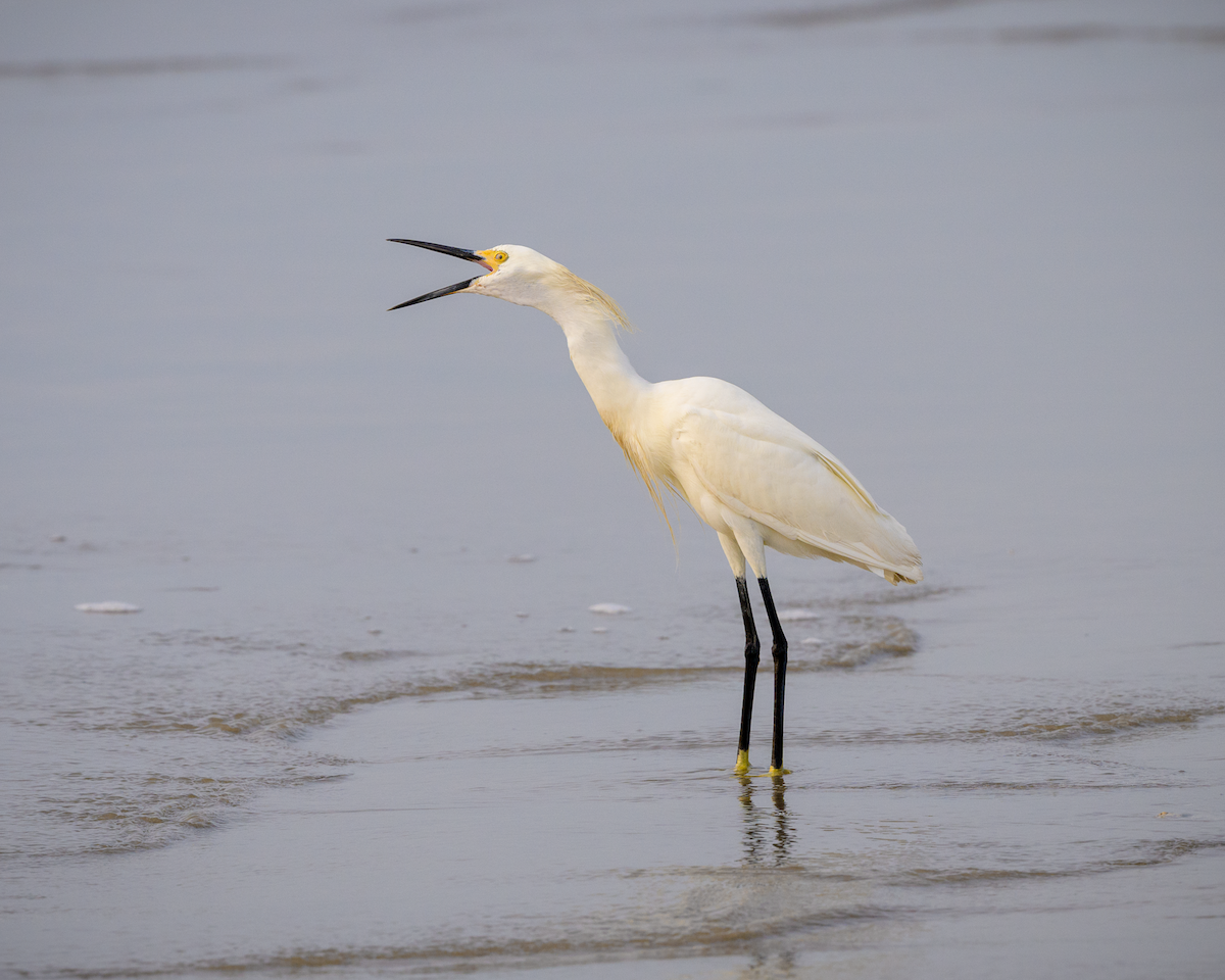 Snowy Egret - Frank Farese