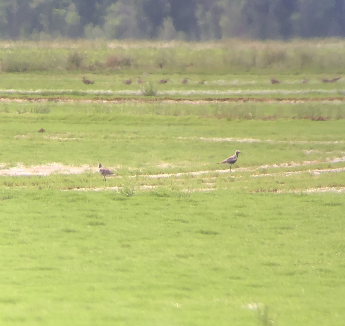 Black-bellied Plover - ML618504593