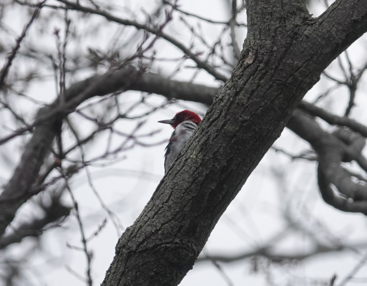 Red-headed Woodpecker - Nathan Hall
