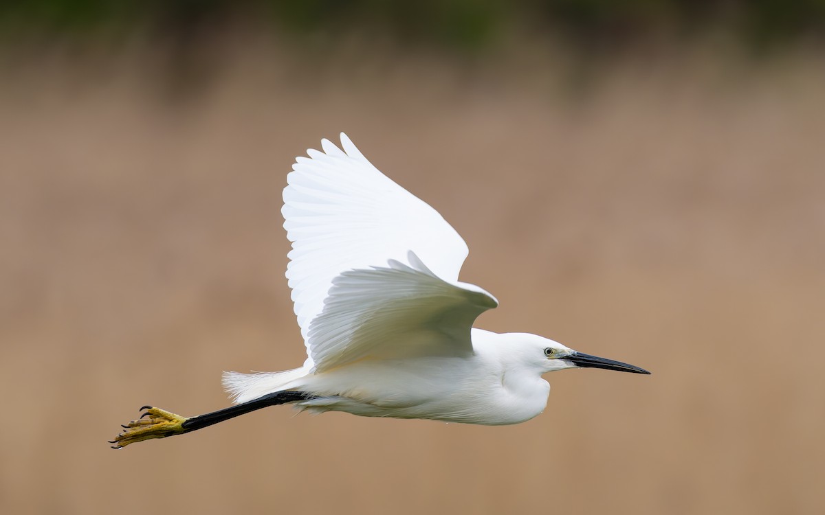 Little Egret (Western) - ML618504605